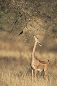 Gerenuk browsing on acacia tree with fork-tailed drongo