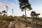 Scots pines and track through heathland Tracheophyta,Terrestrial,Pinaceae,Coniferales,Asia,Photosynthetic,Coniferopsida,Common,Europe,Plantae,sylvestris,Temperate,Pinus,IUCN Red List,Least Concern