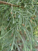 Southern red cedar, showing leaf buds Mature form,Fruits or berries,Leaves,Seeds,Plantae,Cupressaceae,Coniferales,Coniferopsida,Terrestrial,Critically Endangered,bermudiana,North America,Juniperus,Photosynthetic,Tracheophyta,IUCN Red List