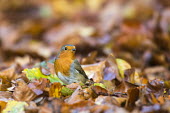 Robin on fallen beech leaves Fagales,Magnoliopsida,Dicots,Magnoliophyta,Flowering Plants,Fagaceae,Beech Family,Fagus,Common,Broadleaved,Anthophyta,Photosynthetic,Terrestrial,Plantae,Europe