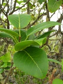 Leaves of Kauai prickly-ash close up Leaves,Plantae,Terrestrial,North America,kauaense,Sapindales,Zanthoxylum,Rutaceae,Tracheophyta,Magnoliopsida,Photosynthetic,Near Threatened,IUCN Red List