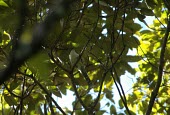 Grey-crowned crocias in tree, view from underneath Habitat,Adult,Species in habitat shot,Aves,Birds,Perching Birds,Passeriformes,Chordates,Chordata,Old World Warblers, Gnatcatchers,Sylviidae,Flying,Tropical,Carnivorous,Mountains,Timaliidae,Animalia,As