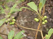 Oha wai Mature form,Fruits or berries,Campanulaceae,Terrestrial,Rainforest,Mountains,Pacific,Endangered,Clermontia,Plantae,Magnoliopsida,Campanulales,Tracheophyta,lindseyana,Photosynthetic,IUCN Red List