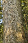 Taiwan incense-cedar bark Mature form,Plantae,Coniferous,Calocedrus,Coniferales,Photosynthetic,Tracheophyta,Cupressaceae,Asia,Endangered,Terrestrial,formosana,Coniferopsida,IUCN Red List