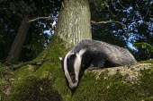 European badger in oak woods at twilight Carnivores,Carnivora,Mammalia,Mammals,Chordates,Chordata,Weasels, Badgers and Otters,Mustelidae,Europe,meles,Temperate,Animalia,Meles,Coastal,Species of Conservation Concern,Scrub,Wildlife and Conserv