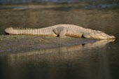 MARSH CROCODILE or MUGGER Crocodylus palustris basking on river bank Basking behaviour,How does it live ?,Adult,Carnivorous,palustris,Salt marsh,Terrestrial,Chordata,Crocodylidae,Animalia,Vulnerable,Crocodylus,Crocodylia,Asia,Aquatic,Reptilia,Ponds and lakes,Estuary,St