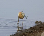 Squacco heron catching fish Adult,Europe,Wetlands,Flying,Ponds and lakes,Aves,Ardeola,Ardeidae,Africa,Chordata,ralloides,Carnivorous,Animalia,Ciconiiformes,Terrestrial,Aquatic,Least Concern,Streams and rivers,Temporary water,IUC
