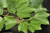 Trident maple var. formosanum leaves Mature form,Leaves,Aceraceae,Tracheophyta,Photosynthetic,Acer,Plantae,Terrestrial,Asia,Sapindales,Forest,Magnoliopsida