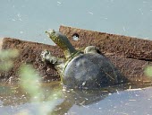 Euphrates softshell turtle climbing from water Adult,Animalia,Trionychidae,Fresh water,Omnivorous,Chordata,Terrestrial,Streams and rivers,Aquatic,Endangered,IUCN Red List,Reptilia,Asia,Rafetus,Testudines,Ponds and lakes,Europe