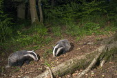 European badger cubs foraging in oak woods Carnivores,Carnivora,Mammalia,Mammals,Chordates,Chordata,Weasels, Badgers and Otters,Mustelidae,Europe,meles,Temperate,Animalia,Meles,Coastal,Species of Conservation Concern,Scrub,Wildlife and Conserv