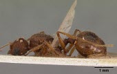 Pheidole oculata alate queen specimen Insecta,Animalia,Terrestrial,Not Evaluated,Hymenoptera,Omnivorous,Formicidae,Arthropoda,Africa,Pheidole,IUCN Red List,Vulnerable