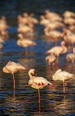 Lesser flamingo preening