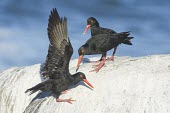 African Black Oystercatchers fighting over territorial space Intra-specific behaviours,Winning or protecting territory,Haematopodidae,Carnivorous,Terrestrial,Africa,Haematopus,Coastal,moquini,Charadriiformes,Animalia,Chordata,Shore,Near Threatened,Flying,Aves,I