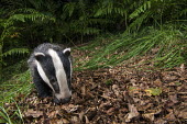 European badger cub foraging in oak woods Carnivores,Carnivora,Mammalia,Mammals,Chordates,Chordata,Weasels, Badgers and Otters,Mustelidae,Europe,meles,Temperate,Animalia,Meles,Coastal,Species of Conservation Concern,Scrub,Wildlife and Conserv