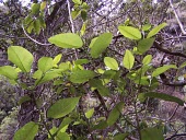Alani leaves Mature form,Magnoliopsida,Sapindales,Melicope,Photosynthetic,Terrestrial,IUCN Red List,Tracheophyta,Forest,mucronulata,Critically Endangered,Plantae,North America,Rutaceae
