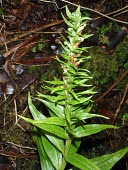 Hawaii bog orchid Mature form,Tracheophyta,Platanthera,Plantae,Orchidaceae,Photosynthetic,Terrestrial,Orchidales,Not Evaluated,Liliopsida,Wetlands,North America