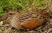 Corncrake Adult,Rallidae,Coots, Rails, Waterhens,Gruiformes,Rails and Cranes,Chordates,Chordata,Aves,Birds,Wildlife and Conservation Act,Africa,Omnivorous,Flying,Agricultural,crex,Europe,Animalia,Crex,Vulnerabl