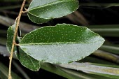 Elaeagnus tarokoensis leaf Leaves,IUCN Red List,Elaegnus,Tropical,Forest,Asia,Terrestrial,Elaeagnaceae,Magnoliopsida,Proteales,Plantae,Tracheophyta,Photosynthetic,Vulnerable