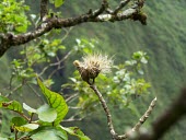 Lanai hesperomannia seeds Flower,Mature form,Hesperomannia,Magnoliopsida,Plantae,Photosynthetic,Terrestrial,arborescens,Asterales,Sub-tropical,Compositae,Critically Endangered,Tracheophyta,Pacific,IUCN Red List