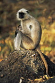 Langur monkey mother with baby