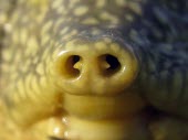 Close up of Euphrates softshell turtle nostrils Adult,Animalia,Trionychidae,Fresh water,Omnivorous,Chordata,Terrestrial,Streams and rivers,Aquatic,Endangered,IUCN Red List,Reptilia,Asia,Rafetus,Testudines,Ponds and lakes,Europe