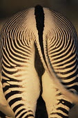 Grevy's zebra behind Perissodactyla,Odd-toed Ungulates,Chordates,Chordata,Mammalia,Mammals,Equidae,Horses, Donkeys, Zebras,Appendix I,grevyi,Savannah,Terrestrial,Animalia,Equus,Semi-desert,Herbivorous,Africa,Endangered,IU