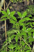 Neolitsea daibuensis Leaves,Lauraceae,Neolitsea,Plantae,Asia,Laurales,Tracheophyta,Magnoliopsida,Photosynthetic,IUCN Red List,Forest,Terrestrial,Endangered