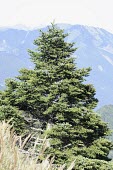 Taiwan fir Species in habitat shot,Mature form,Habitat,Mountains,Asia,Near Threatened,Tracheophyta,Forest,Lower Risk,Plantae,Coniferales,IUCN Red List,Pinaceae,Terrestrial,Coniferopsida,Photosynthetic,Abies