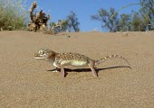 Middle Eastern short-fingered gecko on sand Species in habitat shot,Adult,Habitat,Carnivorous,Reptilia,Asia,Desert,Least Concern,Stenodactylus,Chordata,Africa,Terrestrial,IUCN Red List,Animalia,Gekkonidae,Squamata