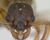 Myrmica hirsuta specimen, close-up of head showing compound eyes and mandibles Formicidae,Europe,Terrestrial,Insecta,Vulnerable,Myrmica,Hymenoptera,Arthropoda,IUCN Red List,Animalia,Omnivorous
