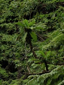 Haleakala cyanea in forest habitat Mature form,Cyanea,Vulnerable,Campanulales,Plantae,Photosynthetic,Terrestrial,Magnoliopsida,Campanulaceae,North America,Mountains,IUCN Red List,Tracheophyta