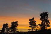 Scots pines at sunset Tracheophyta,Terrestrial,Pinaceae,Coniferales,Asia,Photosynthetic,Coniferopsida,Common,Europe,Plantae,sylvestris,Temperate,Pinus,IUCN Red List,Least Concern