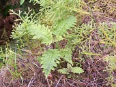Haleakala cyanea seedling Immature form,Cyanea,Vulnerable,Campanulales,Plantae,Photosynthetic,Terrestrial,Magnoliopsida,Campanulaceae,North America,Mountains,IUCN Red List,Tracheophyta