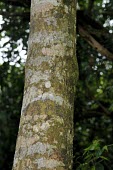 Maackia taiwanensis tree trunk Mature form,Magnoliopsida,Terrestrial,Maackia,Tracheophyta,Forest,Endangered,Asia,Fabales,Leguminosae,IUCN Red List,Plantae,Photosynthetic