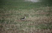 Black-winged pratincole in field Adult,Streams and rivers,Carnivorous,Wetlands,Chordata,Ponds and lakes,nordmanni,Temperate,Europe,Africa,Aves,Agricultural,Glareolidae,Flying,Asia,Glareola,Charadriiformes,Near Threatened,Coastal,Anim
