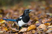 Magpie on fallen beech leaves Fagales,Magnoliopsida,Dicots,Magnoliophyta,Flowering Plants,Fagaceae,Beech Family,Fagus,Common,Broadleaved,Anthophyta,Photosynthetic,Terrestrial,Plantae,Europe