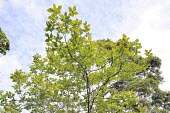 Sassafras randaiense tree Mature form,Leaves,IUCN Red List,Plantae,Sassafras,Tracheophyta,Vulnerable,Photosynthetic,Forest,Terrestrial,Lauraceae,Magnoliopsida,Laurales,Asia