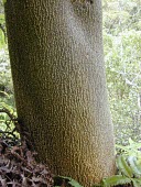 Trunk of Kauai prickly-ash Mature form,Plantae,Terrestrial,North America,kauaense,Sapindales,Zanthoxylum,Rutaceae,Tracheophyta,Magnoliopsida,Photosynthetic,Near Threatened,IUCN Red List