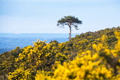 Flowering common gorse and Scots pine Tracheophyta,Terrestrial,Pinaceae,Coniferales,Asia,Photosynthetic,Coniferopsida,Common,Europe,Plantae,sylvestris,Temperate,Pinus,IUCN Red List,Least Concern