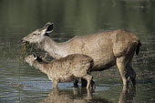 Sambar deer feeding with young