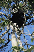 Guereza colobus monkey in tree