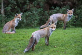 Red foxes at edge of forest Chordates,Chordata,Mammalia,Mammals,Carnivores,Carnivora,Dog, Coyote, Wolf, Fox,Canidae,Asia,Africa,Common,Riparian,Terrestrial,Animalia,vulpes,Omnivorous,Vulpes,Urban,Europe,Temperate,Mountains,Agric
