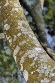 Trident maple var. formosanum branch Mature form,Aceraceae,Tracheophyta,Photosynthetic,Acer,Plantae,Terrestrial,Asia,Sapindales,Forest,Magnoliopsida