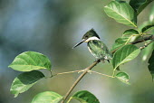 Green kingfisher Aves,Birds,Chordates,Chordata,Alcedinidae,Kingfishers,Coraciiformes,Rollers Kingfishers and Allies
