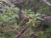 Oha wai with ripe fruits Fruits or berries,Mature form,Campanulaceae,Terrestrial,Rainforest,Mountains,Pacific,Endangered,Clermontia,Plantae,Magnoliopsida,Campanulales,Tracheophyta,lindseyana,Photosynthetic,IUCN Red List