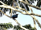 Blue bird-of-paradise perched Adult,Bird-of-paradise,Paradisaeidae,Perching Birds,Passeriformes,Chordates,Chordata,Aves,Birds,rudolphi,Appendix II,Vulnerable,Herbivorous,Sub-tropical,Flying,Asia,Paradisaea,Arboreal,Rainforest,Anim