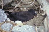 Christmas shearwater in burrow incubating egg Egg,Incubation,Adult,Reproduction,Chordates,Chordata,Aves,Birds,Procellariidae,Shearwaters and Petrels,Ciconiiformes,Herons Ibises Storks and Vultures,South America,Terrestrial,Animalia,Puffinus,Ocean