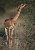 Gerenuk or Waller's gazelle browsing Feeding behaviour,Feeding,Even-toed Ungulates,Artiodactyla,Chordates,Chordata,Bovidae,Bison, Cattle, Sheep, Goats, Antelopes,Mammalia,Mammals,walleri,Animalia,Near Threatened,Litocranius,Cetartiodacty