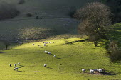 Sheep (mixed breeds) on South Downs
