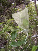 Alani shoot covered in mesh bag to prevent predation Mature form,Magnoliopsida,Sapindales,Melicope,Photosynthetic,Terrestrial,IUCN Red List,Tracheophyta,Forest,mucronulata,Critically Endangered,Plantae,North America,Rutaceae